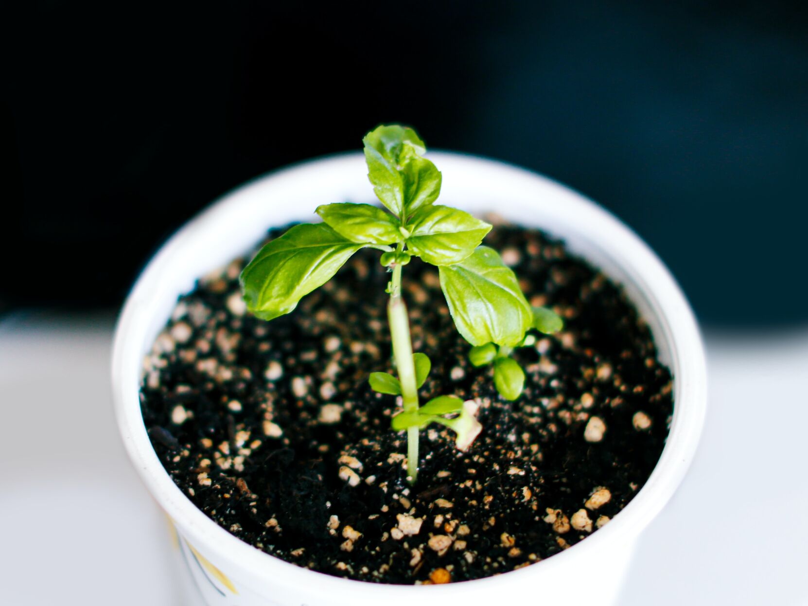 Basil